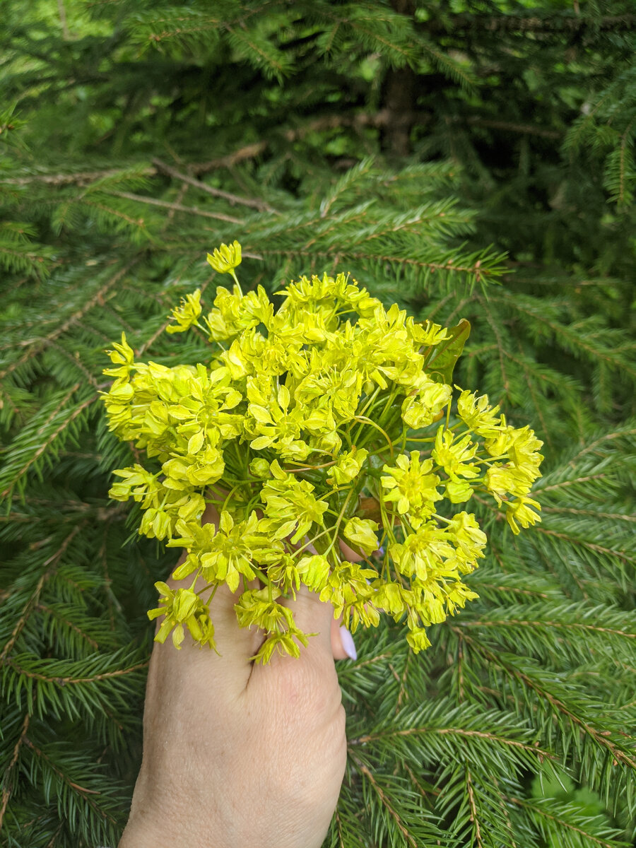Попробуйте угадать, что за цветы послужили основой букета? Подсказка: ночью дул сильный ветер, и поэтому ни одно растение от моих рук не пострадало. В статье использованы фото автора