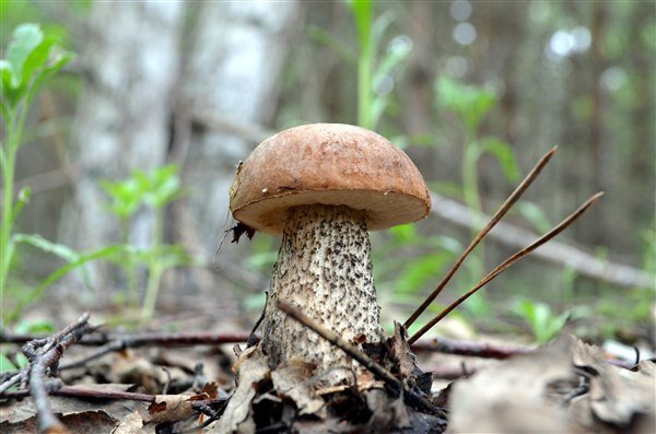 Подберёзовик обыкновенный. Молодой подберезовик. Молодой подберезовик. Подберезовик обабок. Подберезовик молодой.