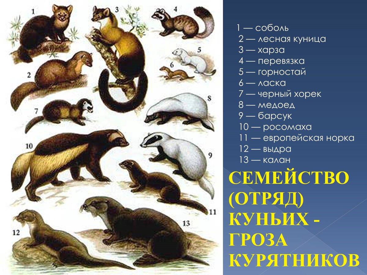 Какие списки изображены на картинке млекопитающие в природе россии представлены отрядами хищных