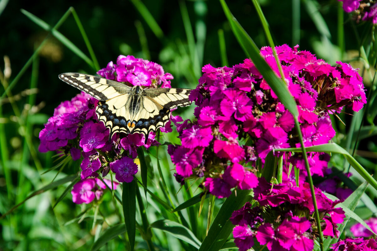 Бабочка Махаон на турецкой гвоздике