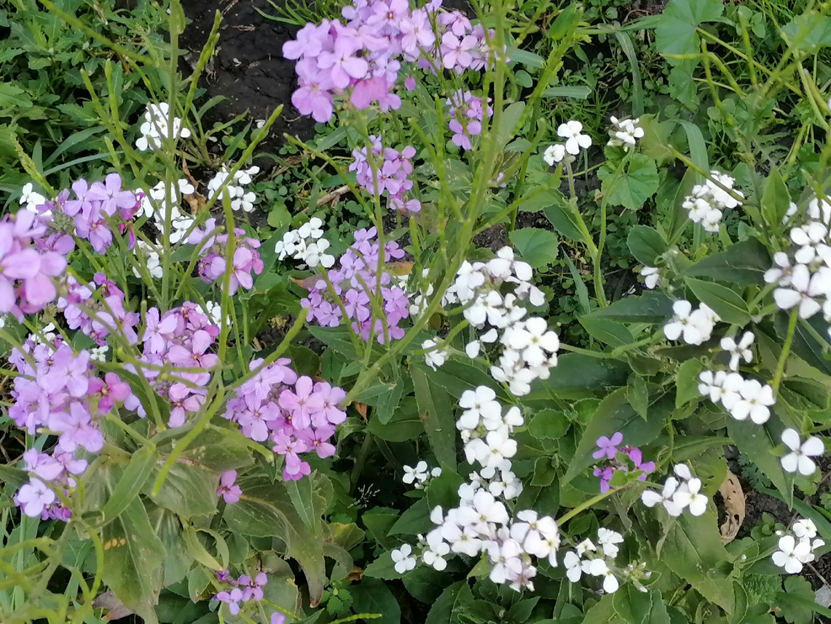 Hesperis sibirica l