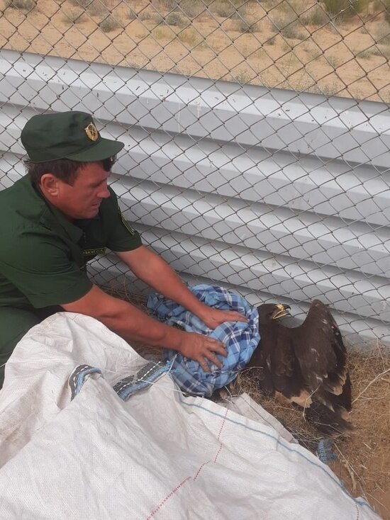     фото: Служба природопользования Астраханской области