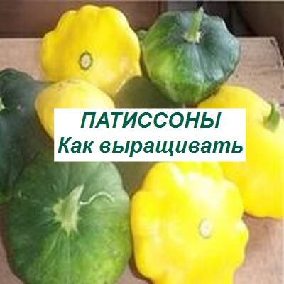 выращивание патиссонов