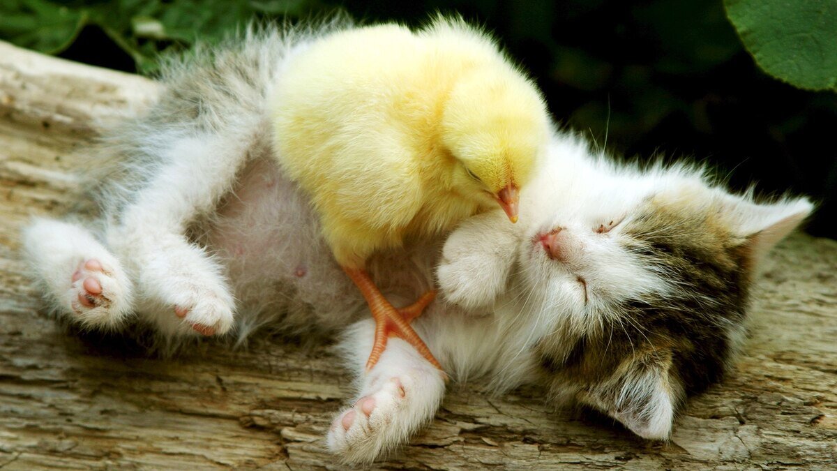 Фото: АЛЕКСАНДР ФЕДОРОВ