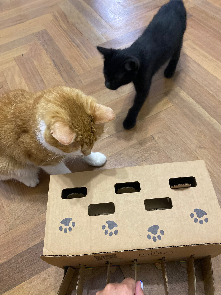 Пытаюсь занять котов игрой, но Шульц намерен задирать Коржика