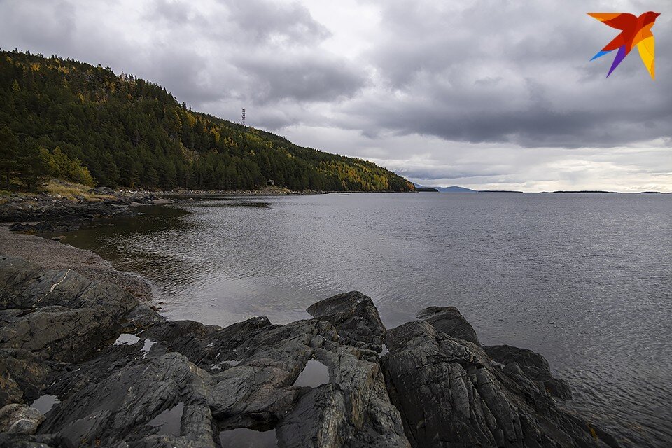     Большую медузу заметили на берегу Белого моря. Антон ЗАБИРОВ