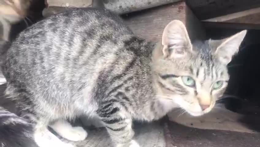 Кошки старика выживали, как могли