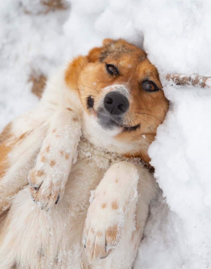 Кира и другие хвосты очень нуждаемся в вашей помощи!