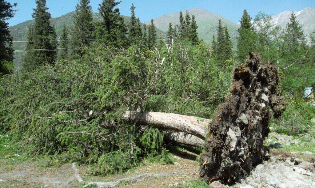 Типичный пример "Капкана лешего"  отпили ствол у корня, корень с пеньком вернуться на место с большим ускорением.
