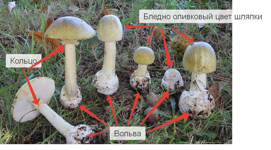 Кольцо у взрослого гриба есть, но уже не такое явное, а если отрезать одну шляпку, то в корзине уже трудно будет определить. Будьте внимательны!