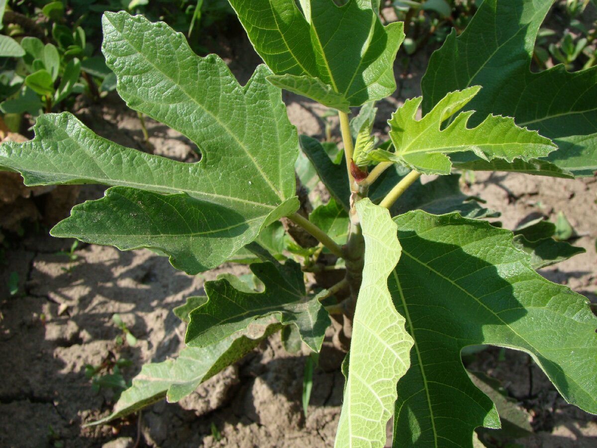 Это мой уцелевший инжир.