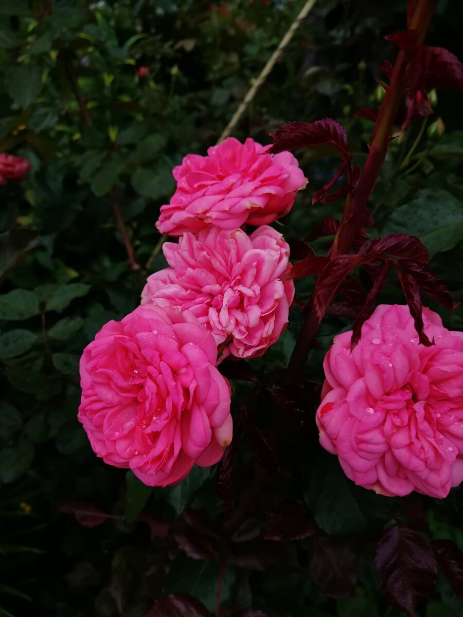 Pink Piano  Пинк Пиано. Фото 15.08.2020г.