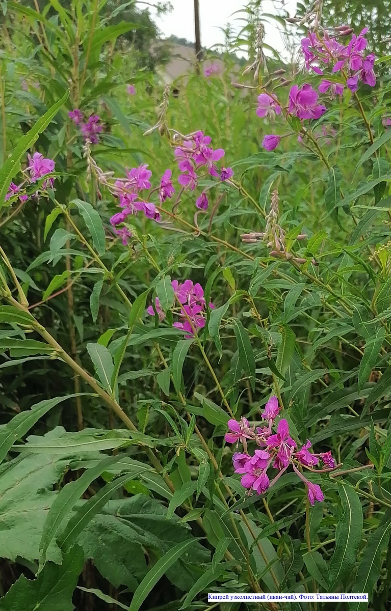 Кипрей узколистный (иван-чай). Фото: Татьяны Полтевой.