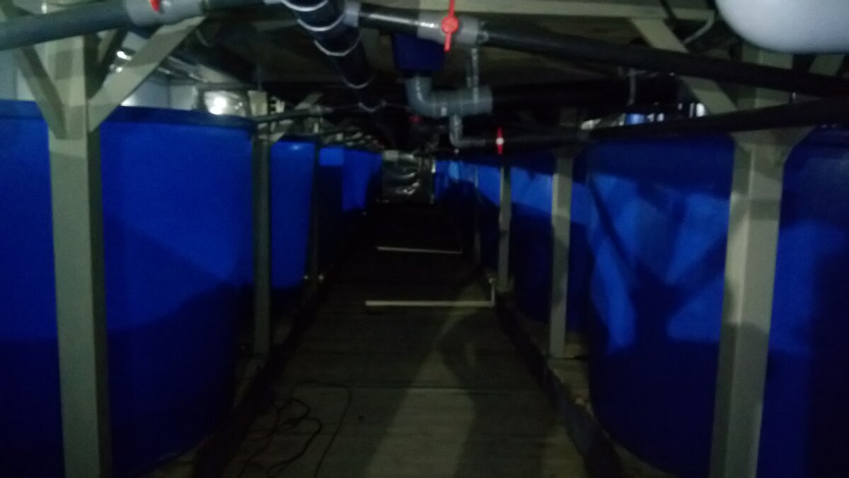 Оцените "гениальность" идеи. Вторым этажом бассейны, которые якобы будут выполнять роль фильтров.