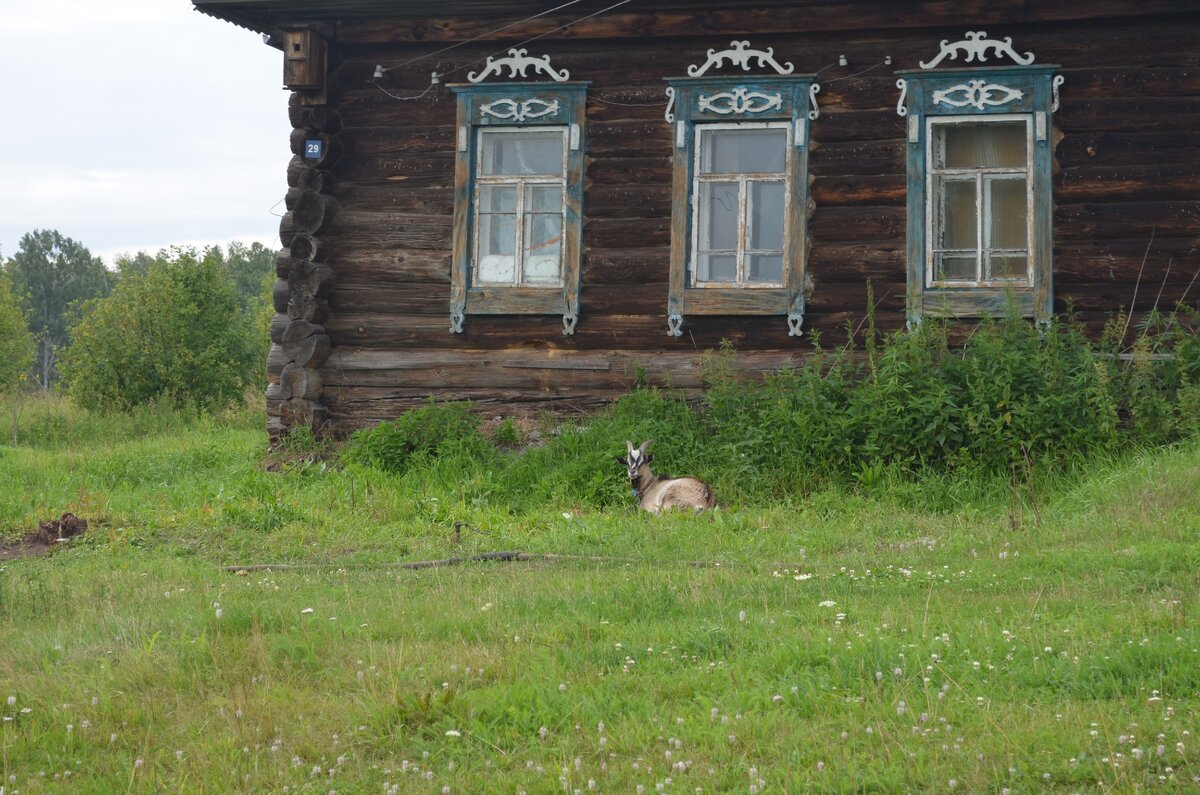 Хочу переехать в глушь в заброшенный дом | Цветочные Истории | Дзен