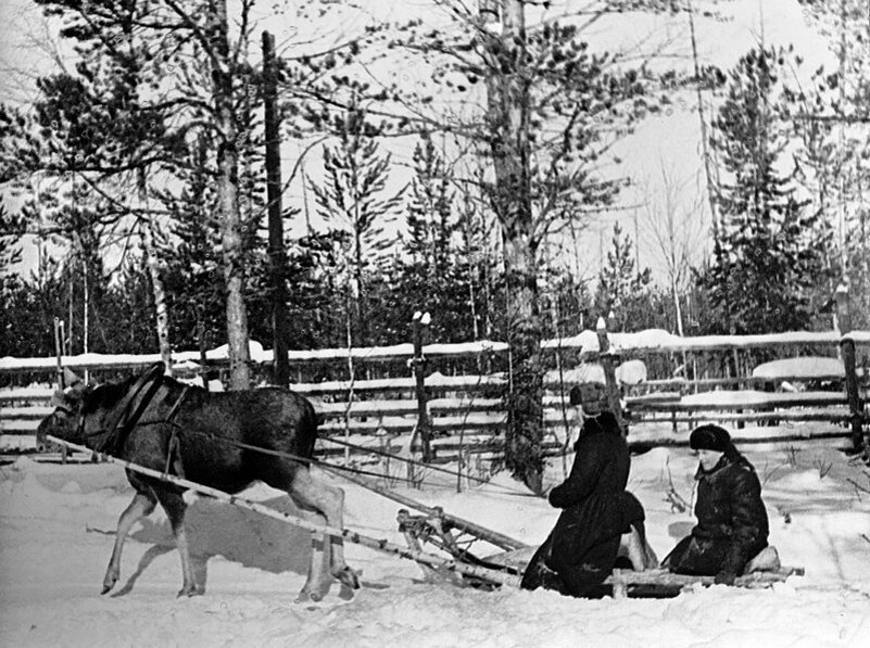 Лось в упряжке. Лосеферма Печоро-Илычского заповедника