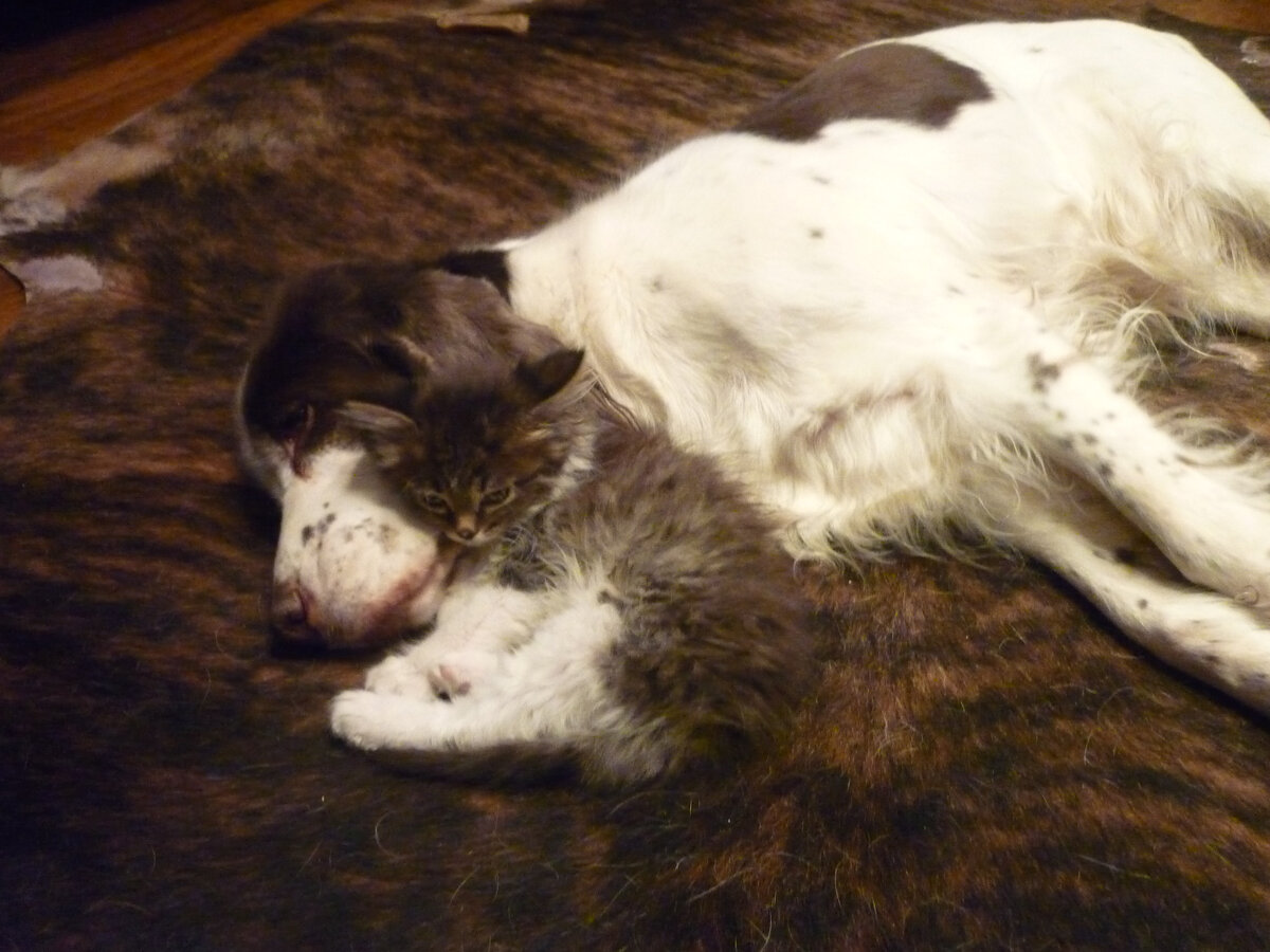 В этой пасти, на которой лежит голова Фроськи, зубы больше, чем вся Фросина голова )))) 