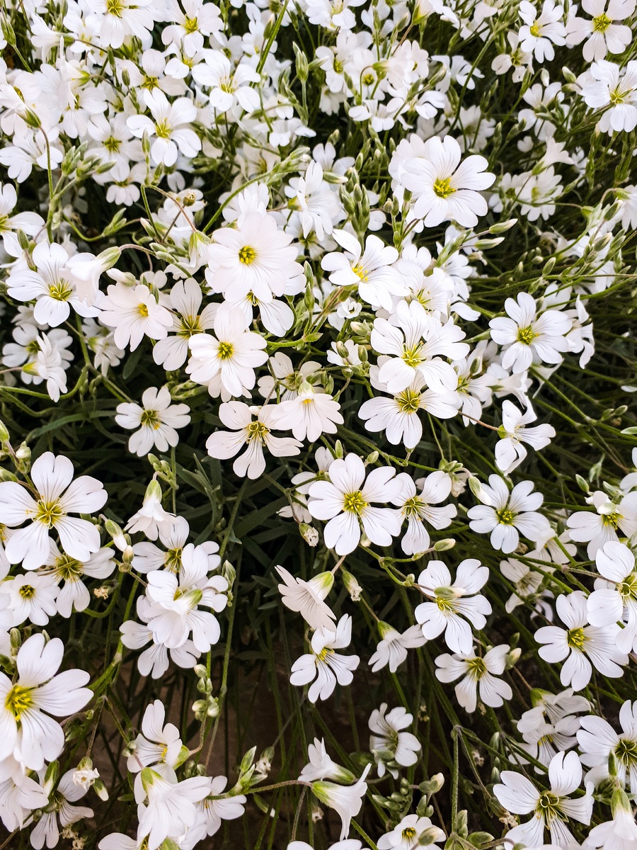 P.S. Вот Вам милые цветочки от меня. 😊