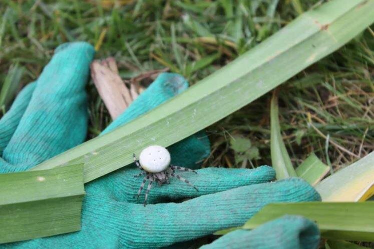 Техника подстрижки лилейников