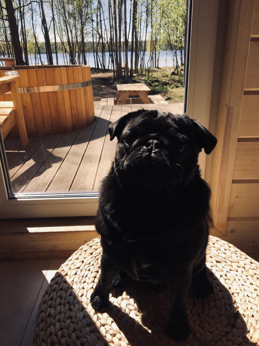 «Кто спит? Я дом сторожу!»