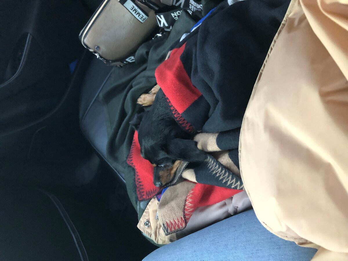 Если собака сильно нервничает в незнакомой машине, отличным решением будет накрыть её своим палантином. Тепло и запах хозяина её успокоят.