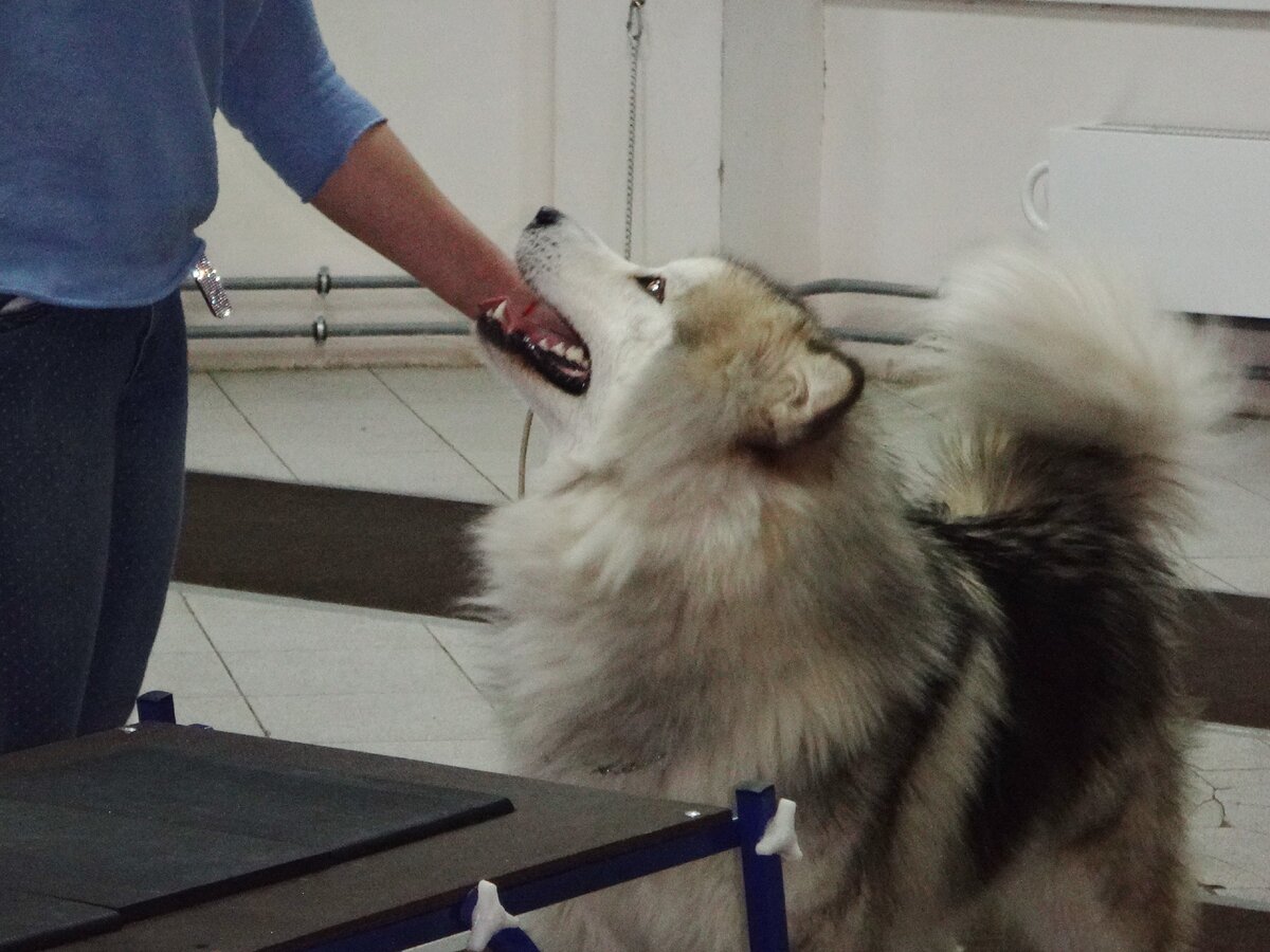 Аляскинский маламут