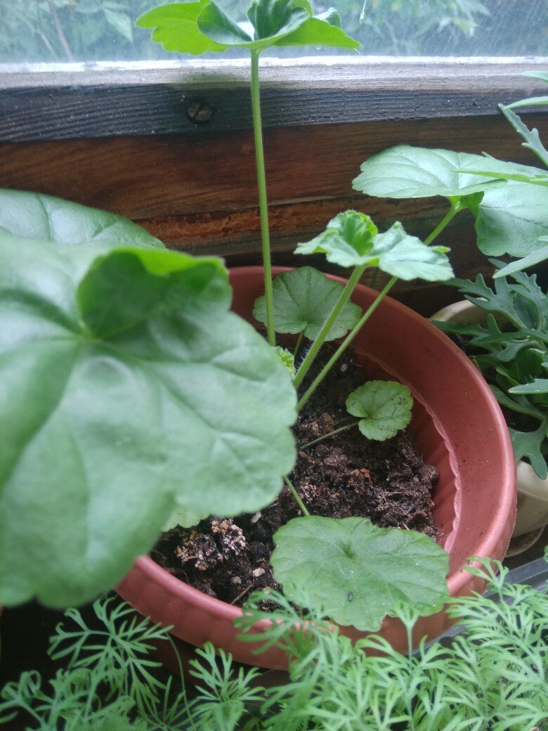 потому что лопух