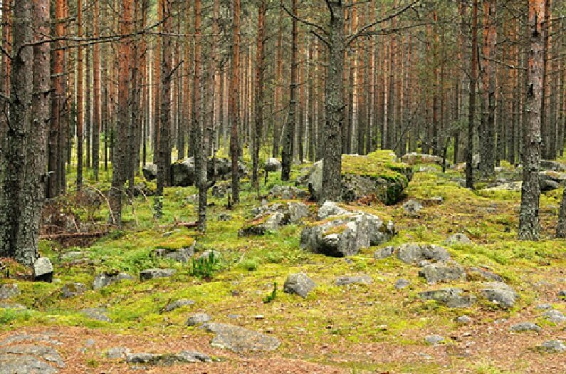 Карелия. Снимок из архива Чиркова М.И.