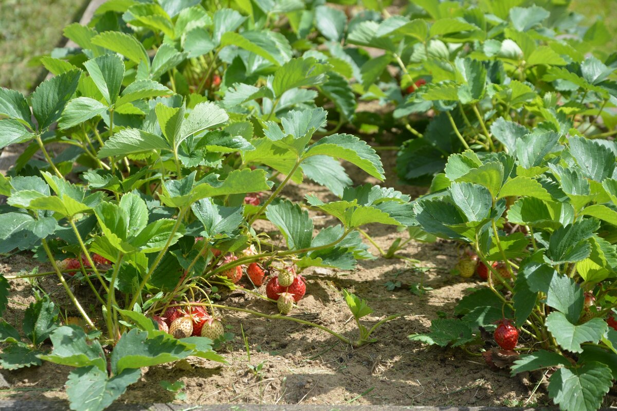 Фото: УСАДЬБУШКА