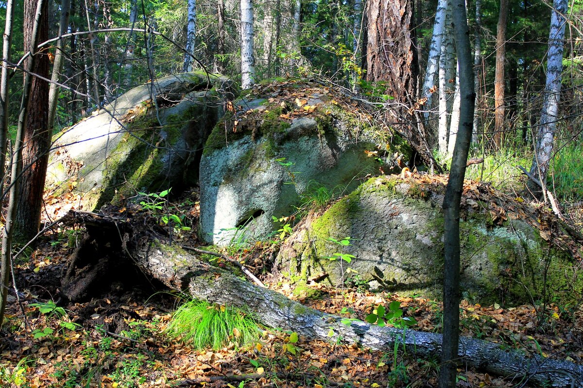 лес уральский смешанный. велесов камень ленинградская область. название всех лесов. места в лесу названия. синие лесные цветы.