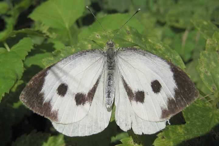 Опасный вредитель. Капустная белянка.