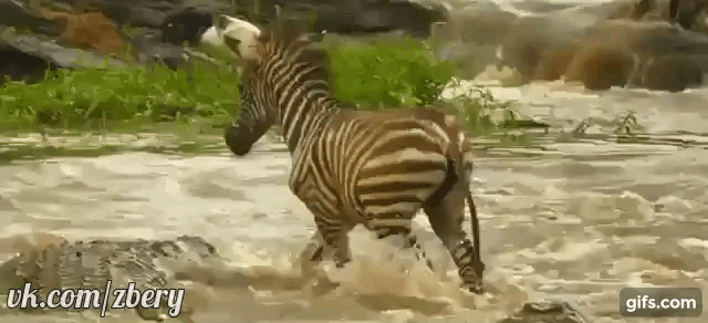 Зебра наступила на крокодила