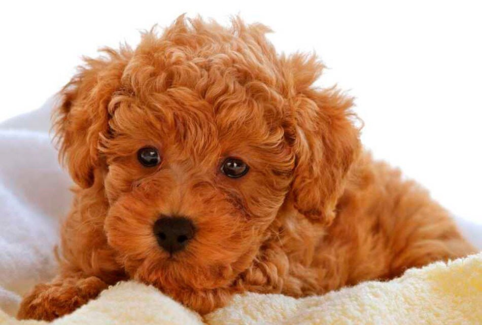 Если вязать разномастных пуделей, то окрас щенков предугадать сложно