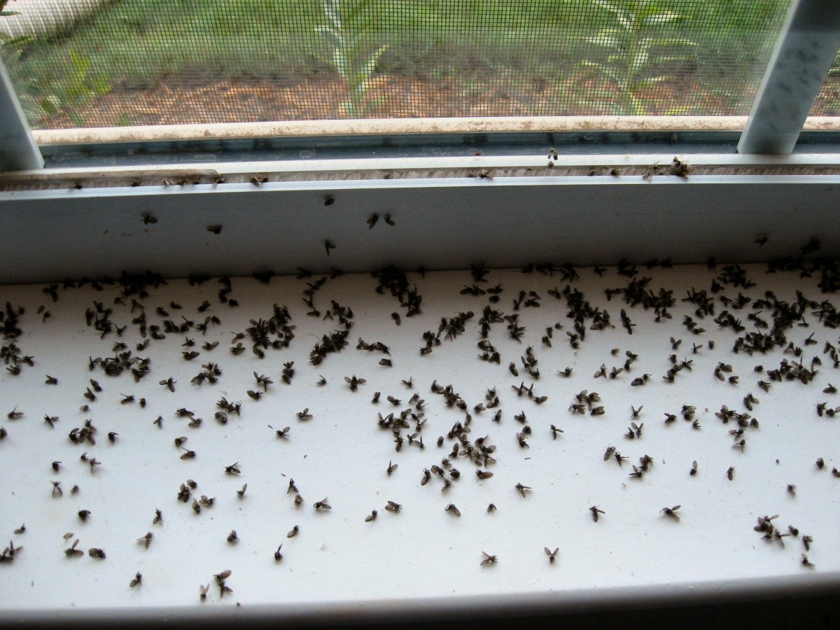 Gnats on my bedroom ceiling