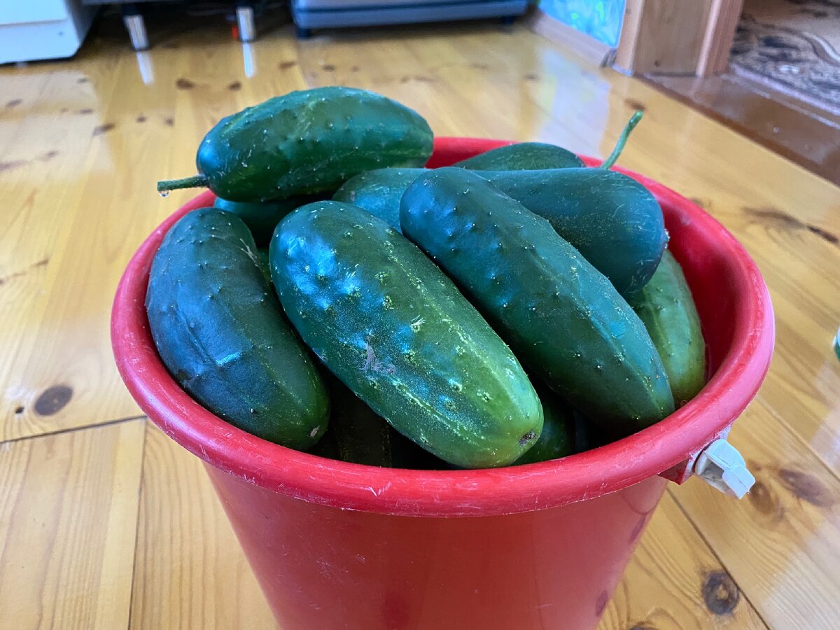 Собираем огурцы