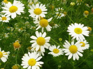 Лечебные свойства ромашки