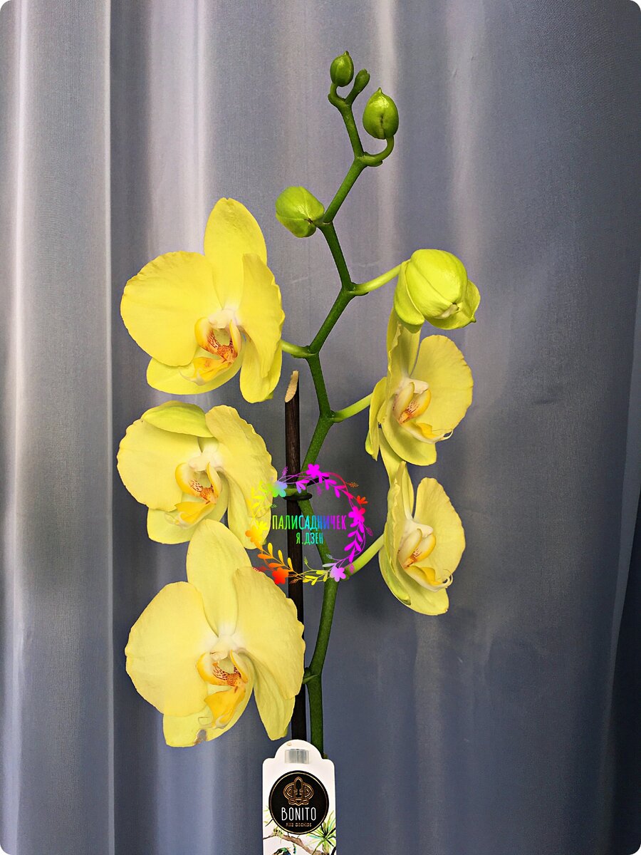 К этому цветоносу вопросов нет — шикарный!