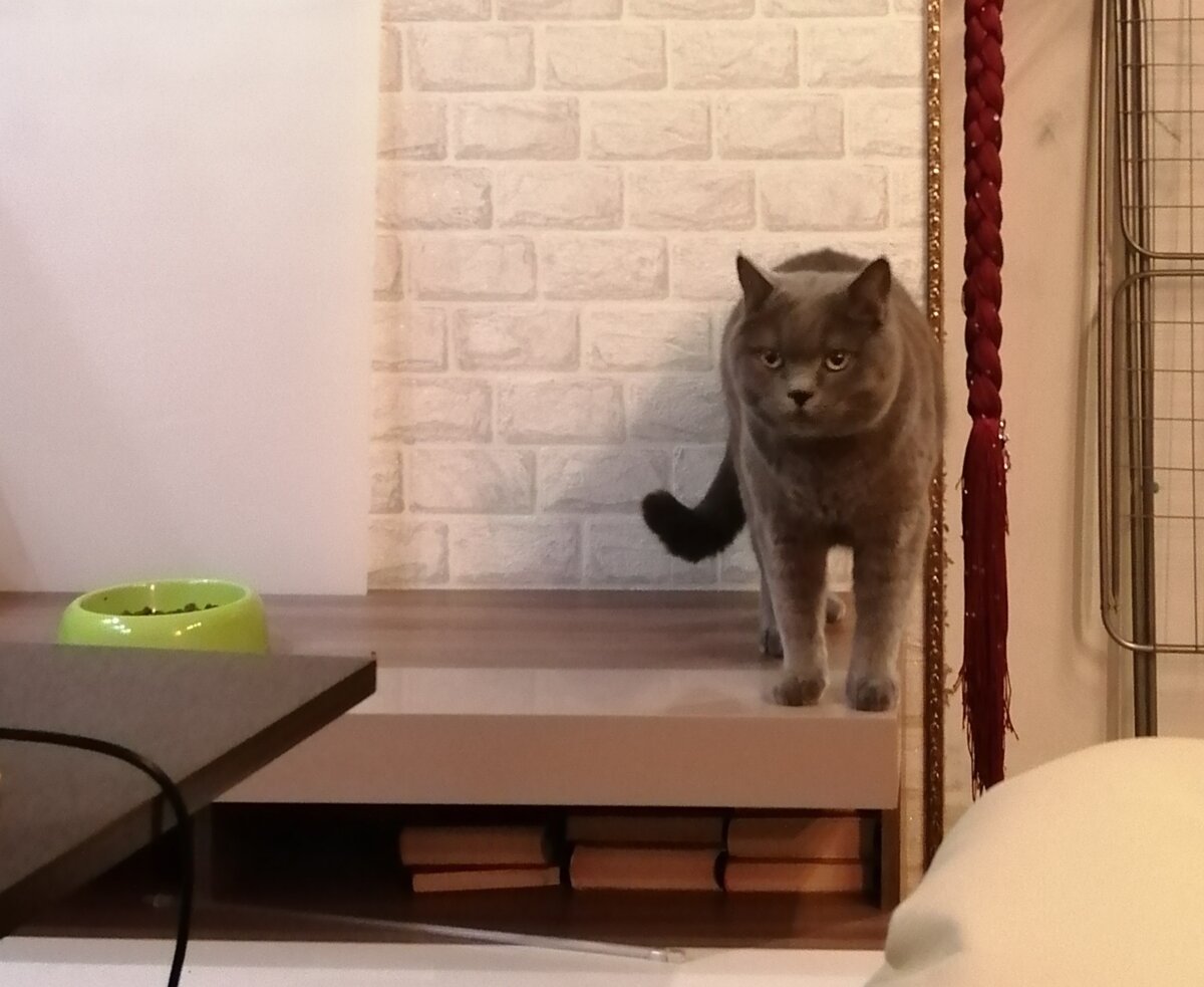 Фото: автора. Кот Кузя