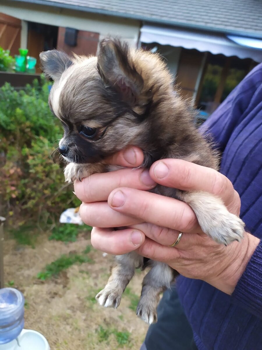 Заводчица прислала нам фото нашей Люси, чтобы не скучали по ней))) Нам нужно было подождать еще недельку, прежде чем  забирать наше сокровище, из-за прививок.