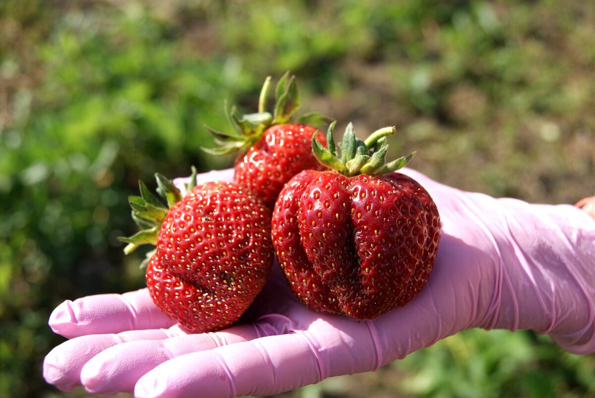 Берегиня. Великолепный сорт, который я считаю одним из лучших среди отечественных, если не лучшим