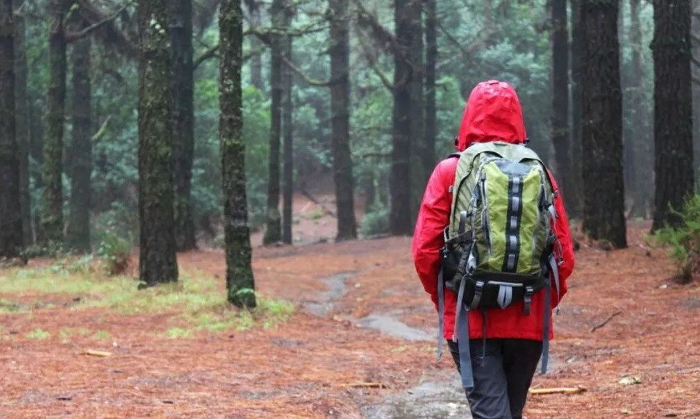 В лес за грибами