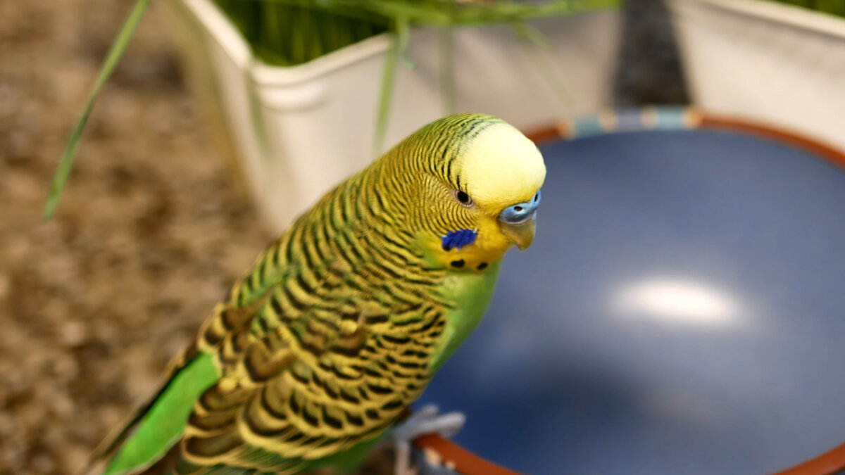 волнистый попугай зеленый кеша. маленький зеленый попугай. имена для попугаев волнистых. имя для зеленого попугая. выставочный волнистый попугай чех.