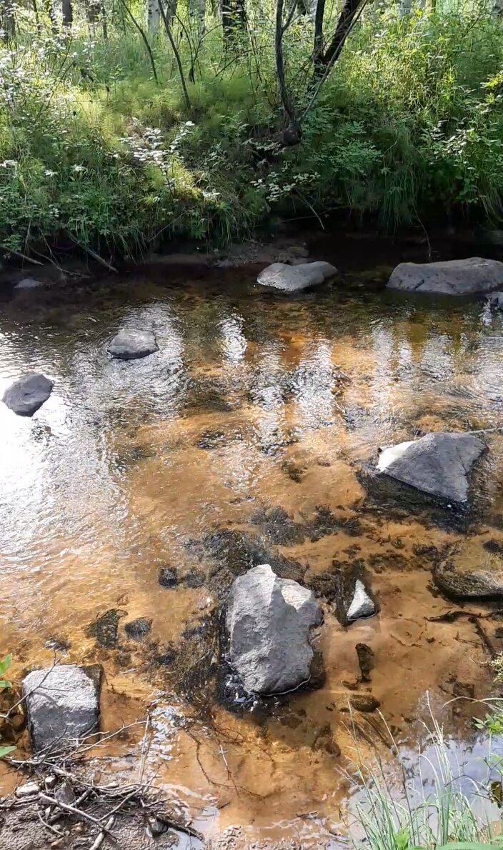 Фото автора, июль 2020