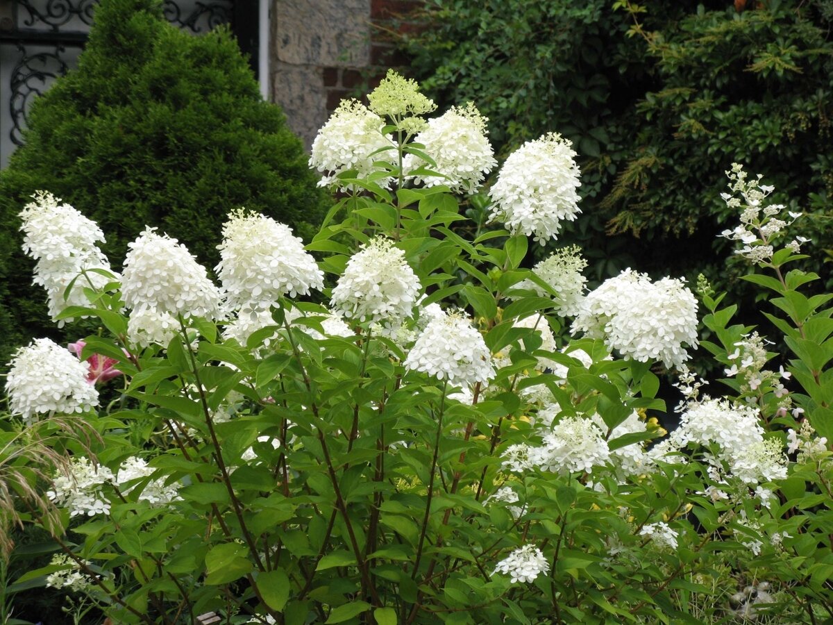 Гортензия метельчатая Hydrangea paniculata “grandiflora”