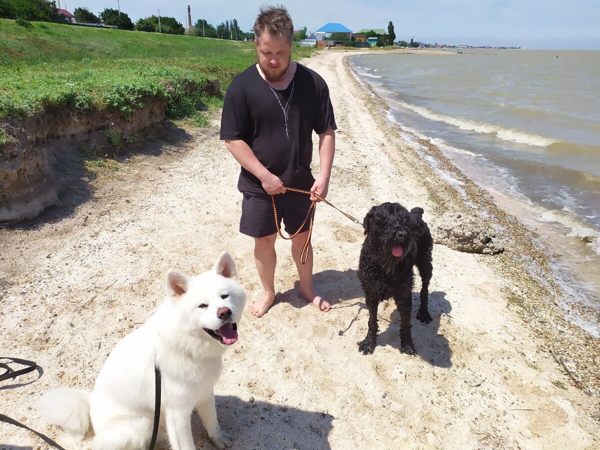 Слева - акита, справа возрастная сука русского черного терьера. Знаете, наш акита смог даже этой даме, крайне жёсткой в общении, на место указать. Говорите "зефирки"?