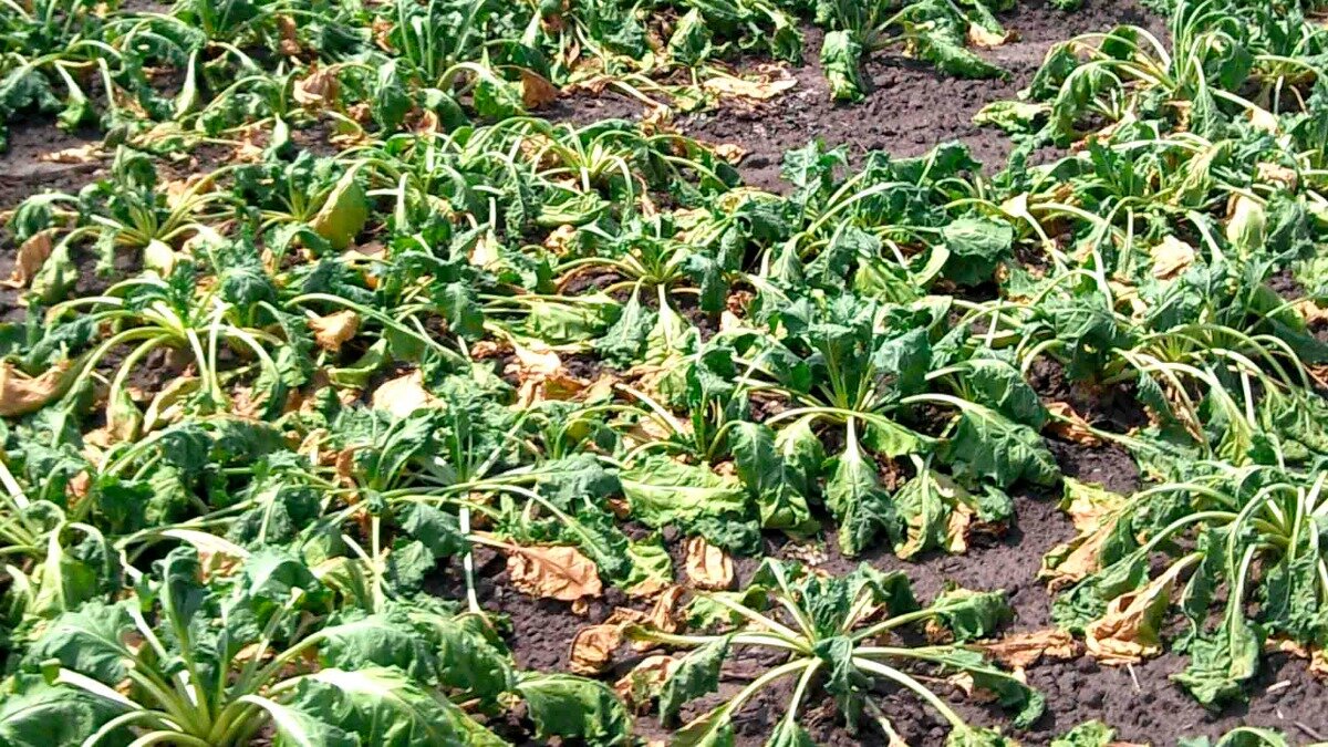 Фото: nsh.by
Фузариозная желтуха поражает посевы в годы с резким летним чередованием засухи и дождей
