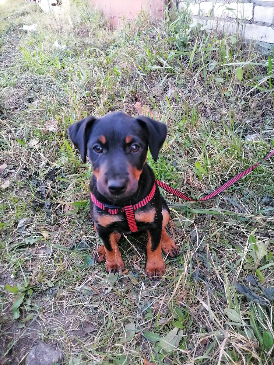 Щенок ягдтерьера 2,5 месяца