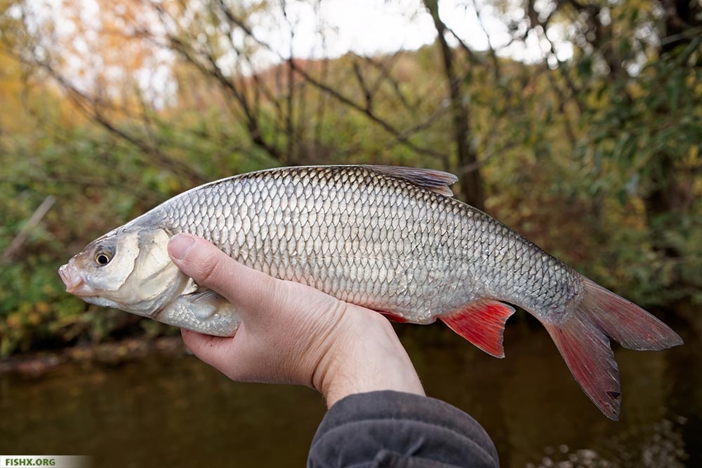 Мой улов примерно за час работы.