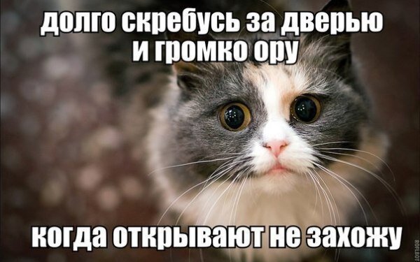 Привет Я Кот!


