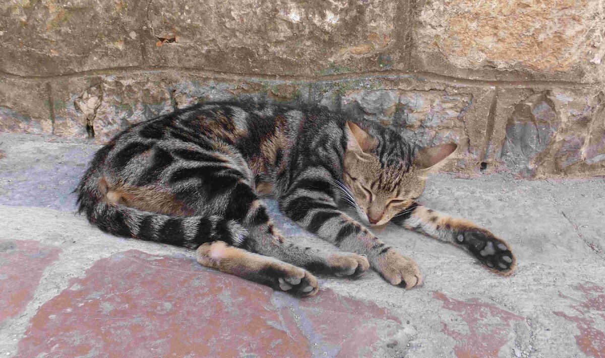 которский кот. Моё Фото